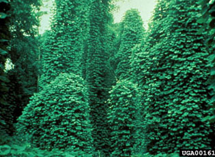 Old infestation draped on killed trees in July - James H. Miller USDA, Forest Service: Invasive.org.