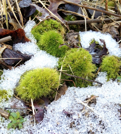 Moss-snow-twigs